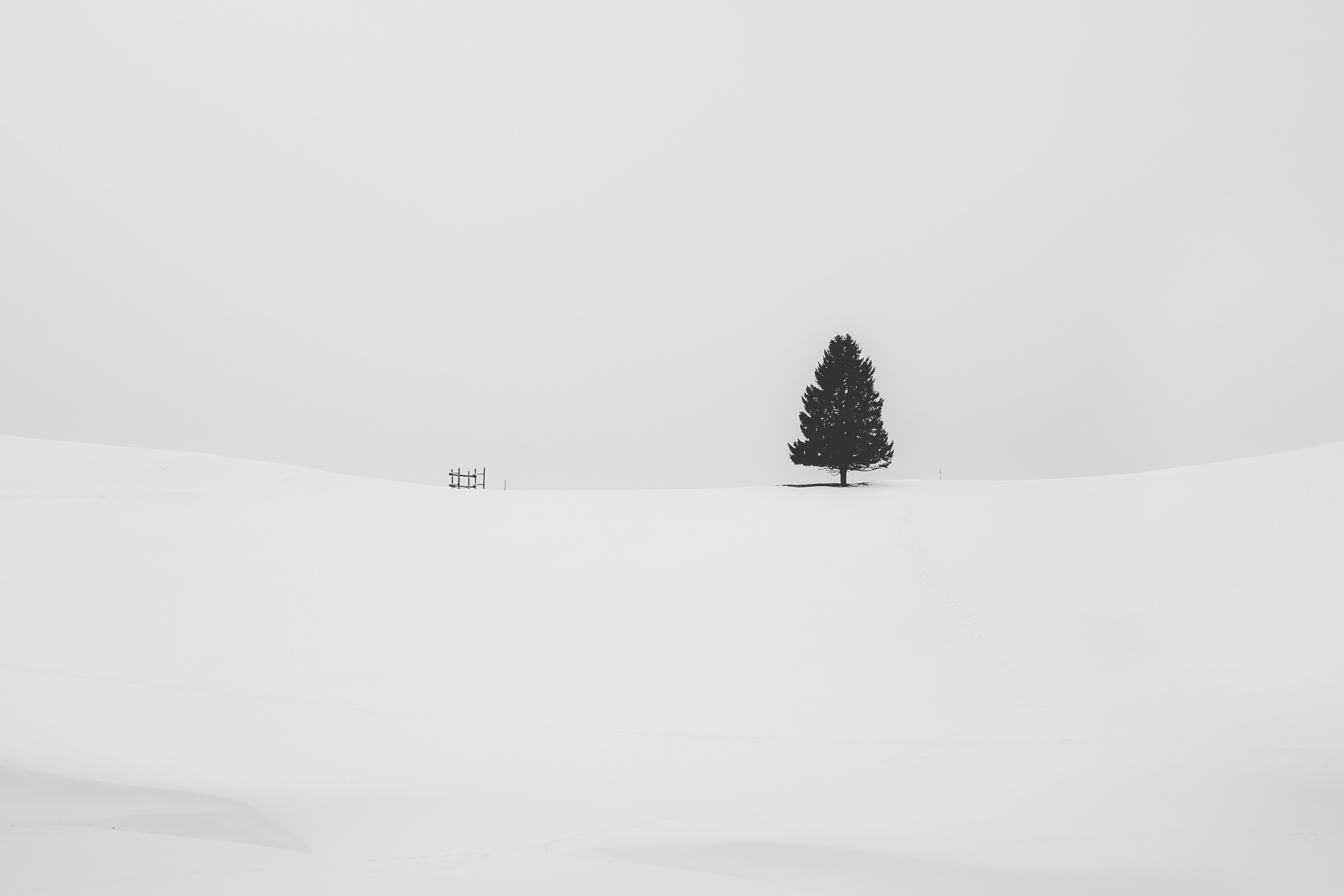 Pine Tree Covered with Snow